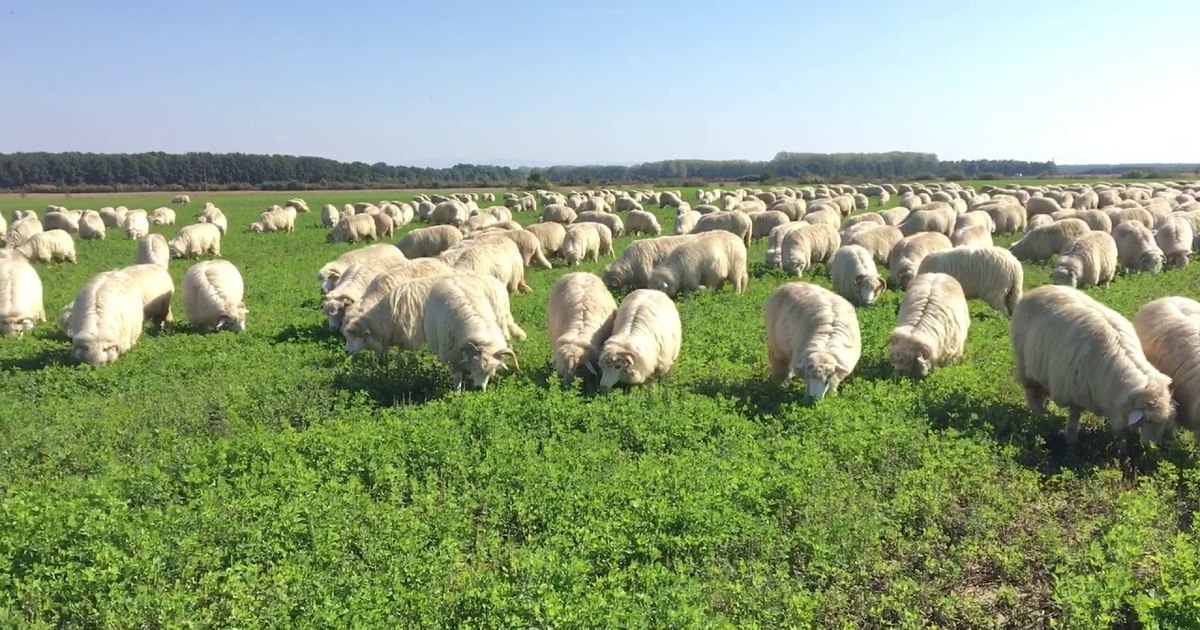 Planul României pentru deblocarea exporturilor de animale a fost aprobat de Bruxelles